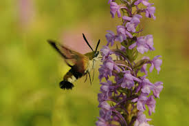 Attēlu rezultāti vaicājumam “Hemaris fuciformis”