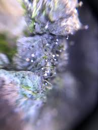 Attēlu rezultāti vaicājumam “Sclerophora pallida”