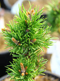 Attēlu rezultāti vaicājumam “Pinus banksiana”