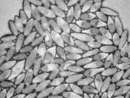 Attēlu rezultāti vaicājumam “Lachnellula willkommii”