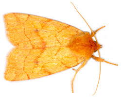 Attēlu rezultāti vaicājumam “Enargia paleacea”