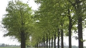 Attēlu rezultāti vaicājumam “Ulmus x hollandica”