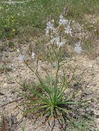 Image result for Asphodelus fistulosus