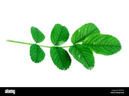 Attēlu rezultāti vaicājumam “Rosa subcanina leaf”