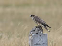 Image result for Falco columbarius