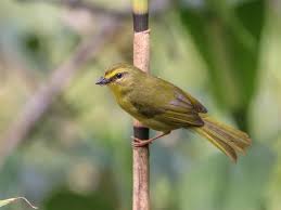 Attēlu rezultāti vaicājumam “Flaviporus citrinellus”