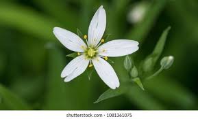 Attēlu rezultāti vaicājumam “Stellaria graminea flower”