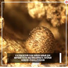 Attēlu rezultāti vaicājumam “Lycogala persicum”