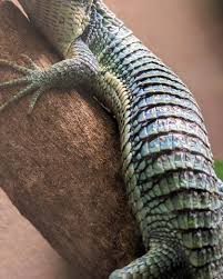 Image result for reptile scales