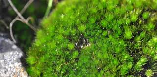 Attēlu rezultāti vaicājumam “Seligeria donniana”