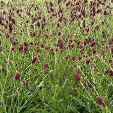 Image result for Sanguisorba officinalis