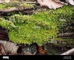 Attēlu rezultāti vaicājumam “Amblystegium serpens macro”