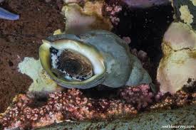 Image result for Buccinum undatum