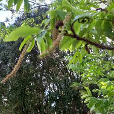 Attēlu rezultāti vaicājumam “Pterocarya fraxinifolia male flower”