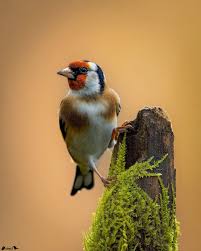 Attēlu rezultāti vaicājumam “Carduelis carduelis”