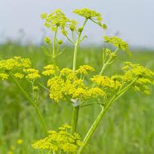 Attēlu rezultāti vaicājumam “Levisticum officinale flower”