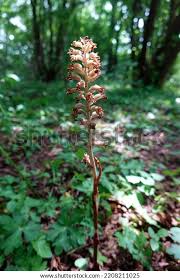 Attēlu rezultāti vaicājumam “Neottia nidus-avis fruit”