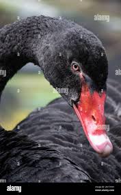 Attēlu rezultāti vaicājumam “Cygnus atratus”