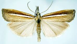 Attēlu rezultāti vaicājumam “Agriphila selasella”