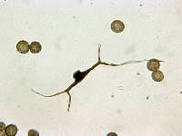 Attēlu rezultāti vaicājumam “Reticularia jurana”