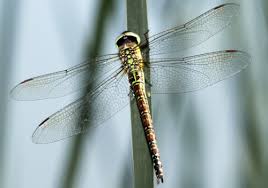 Attēlu rezultāti vaicājumam “Aeshnidae”