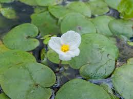 Attēlu rezultāti vaicājumam “Hydrocharis morsus-ranae flower”