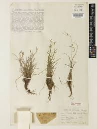 Attēlu rezultāti vaicājumam “Carex capillaris”