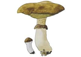 Attēlu rezultāti vaicājumam “Suillus luteus”