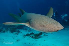 Image result for Nebrius ferrugineus