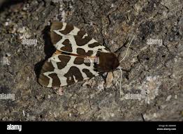 Attēlu rezultāti vaicājumam “Arctia caja imago”