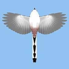 Attēlu rezultāti vaicājumam “Aegithalos caudatus”