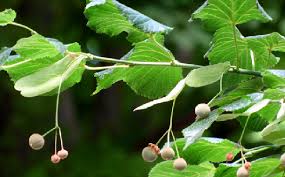 Attēlu rezultāti vaicājumam “Tilia platyphyllos Laciniata fruit”