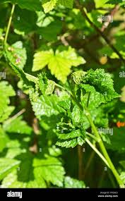 Attēlu rezultāti vaicājumam “Ribes nigrum leaf”