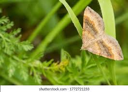 Attēlu rezultāti vaicājumam “Scotopteryx chenopodiata”