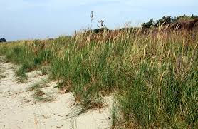 Attēlu rezultāti vaicājumam “Ammophila arenaria”