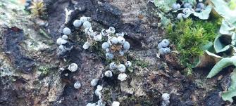 Attēlu rezultāti vaicājumam “Badhamia capsulifera”