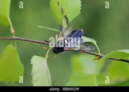 Attēlu rezultāti vaicājumam “Cimbex femoratus imago”