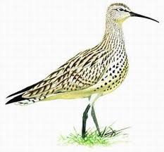 Image result for Numenius tenuirostris