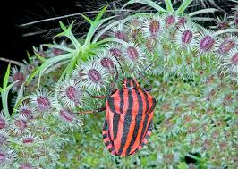 Attēlu rezultāti vaicājumam “Graphosoma lineatum nymph”