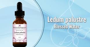 Attēlu rezultāti vaicājumam “Ledum palustre fruit”