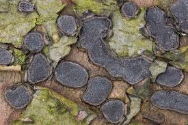 Attēlu rezultāti vaicājumam “Biscogniauxia granmoi”