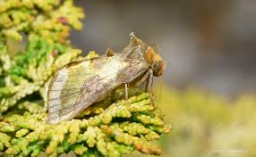 Attēlu rezultāti vaicājumam “Diachrysia tutti”