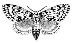 Attēlu rezultāti vaicājumam “Lymantria monacha pupa”