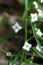 Attēlu rezultāti vaicājumam “Thesium alpinum”