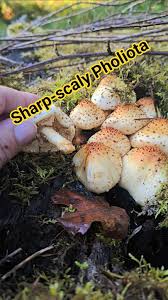 Attēlu rezultāti vaicājumam “Pholiota squarrosoides”