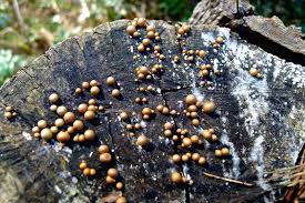 Attēlu rezultāti vaicājumam “Lycogala sp.”