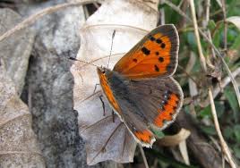 Attēlu rezultāti vaicājumam “Lycaena phlaeas underside”