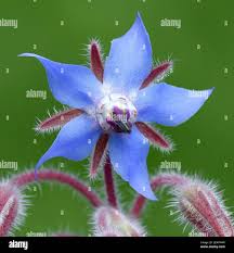 Image result for Borretsch