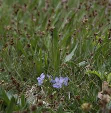 Attēlu rezultāti vaicājumam “Viola canina leaf”