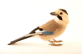 Attēlu rezultāti vaicājumam “Garrulus glandarius”